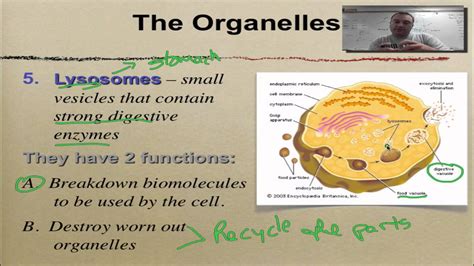 Chapter 7 Part 6- Golgi, Lysosomes & Vacuoles - YouTube