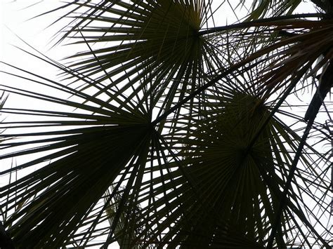 Fan Palm Fronds, silhouette, Huntington Library Palm Garden | Palm garden, Palm trees garden ...