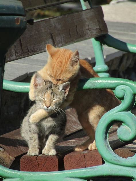 Found these two kittens cuddling! : r/aww