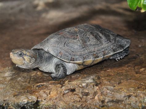 Erymnochelys madagascariensis / Madagascar big-headed turtle in zoos