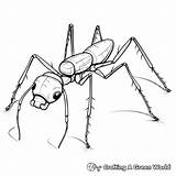Ant Coloring Pages  Free & Printable sketch template