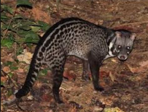 9 Species of Wild Civet Found in India – Civet Cats