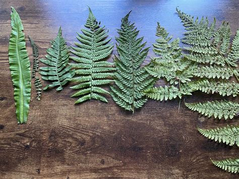 Fern Identification - Sandhill House Country Retreat