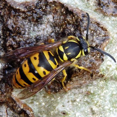 None (Vespula maculifrons) - Insects of Iowa