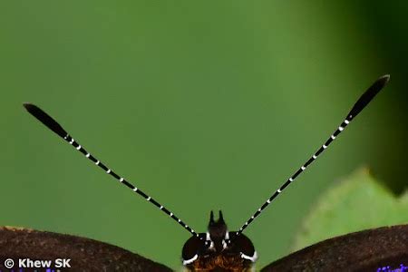 Butterflies of Singapore: The Butterfly Antennae