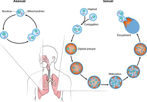 Figure 1 from Pathobiology of Pneumocystis pneumonia: life cycle, cell ...