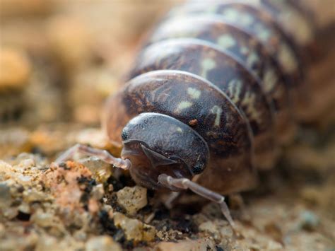 8 Fascinating Facts About the Playful-Looking Roly-Poly