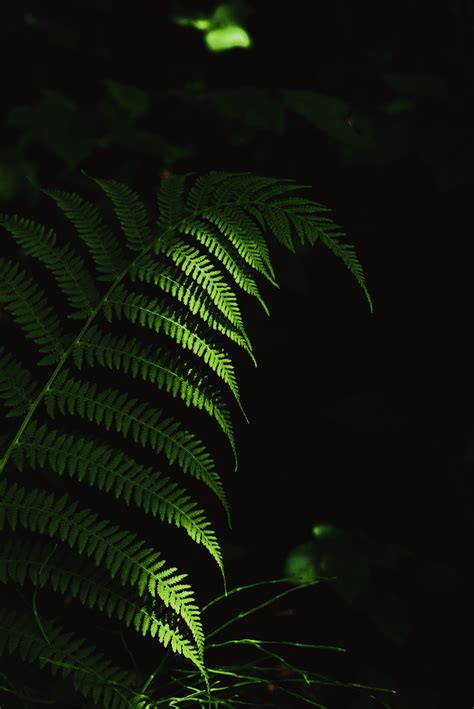 Green Lobed Leaves on Branch · Free Stock Photo