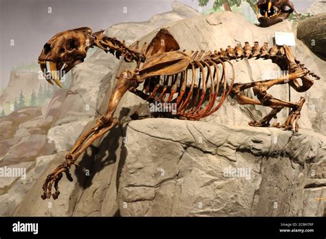 Fossil of a Saber Tooth Tiger in museum Stock Photo - Alamy