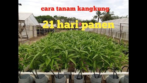 Cara tanam kangkung hidroponik sistem nft dari A-Z - YouTube