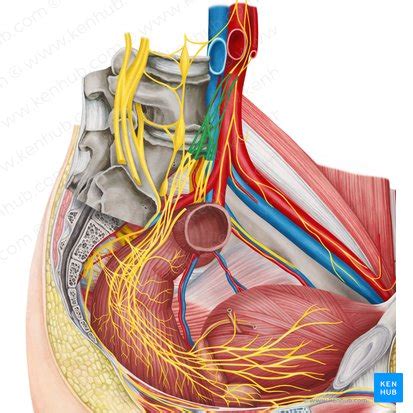 Hypogastric nerve: Anatomy, location, function | Kenhub