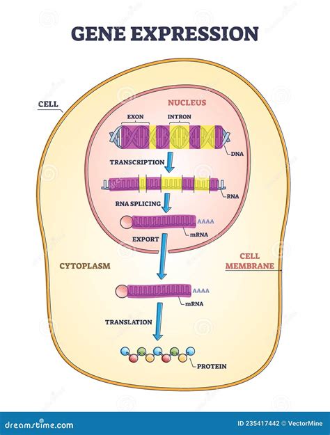 Gene Expression Stages With Transcription And RNA Splicing Outline Diagram Vector Illustration ...