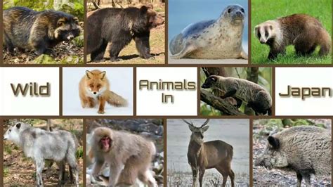 Wild Animals In Japan - YouTube