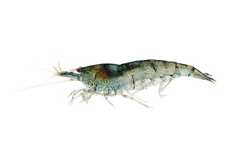 Freshwater Shrimp Care Guide