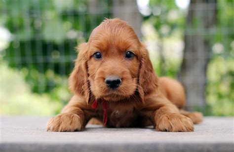 Irish Setter (Red Setter): Dog Breed Characteristics & Care