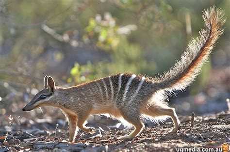 Fun Numbat Facts for Kids