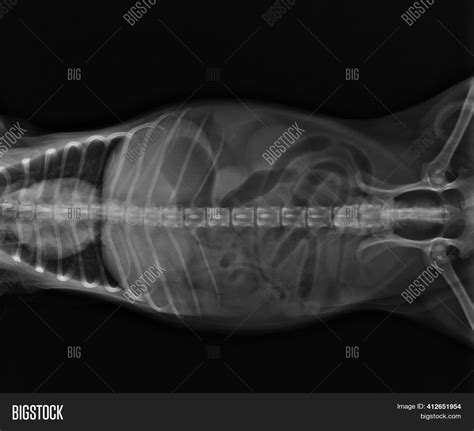 Abdominal X Ray Dog Image & Photo (Free Trial) | Bigstock