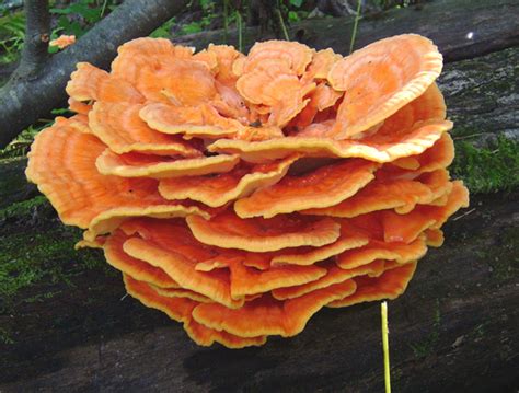 Chicken of the Woods/Sulphur Shelf (Laetiporus Sulphureus)- Mushroom-Collecting.com