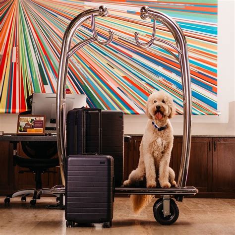 The 9 Most Pet-Friendly Hotels in the US - Brit + Co