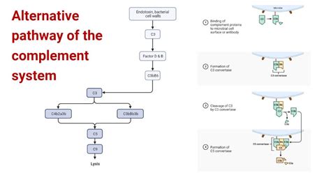 Alternative pathway of the complement system | Complement system ...