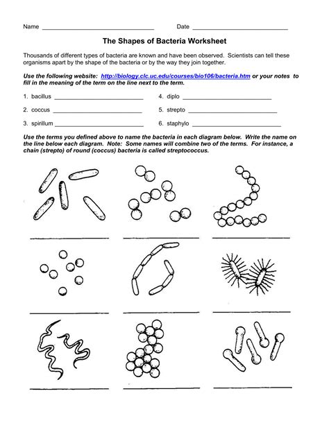 The Shapes of Bacteria Worksheet