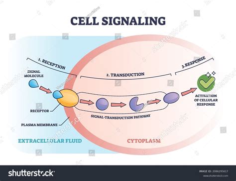 82,359 Cell Signaling Images, Stock Photos & Vectors | Shutterstock