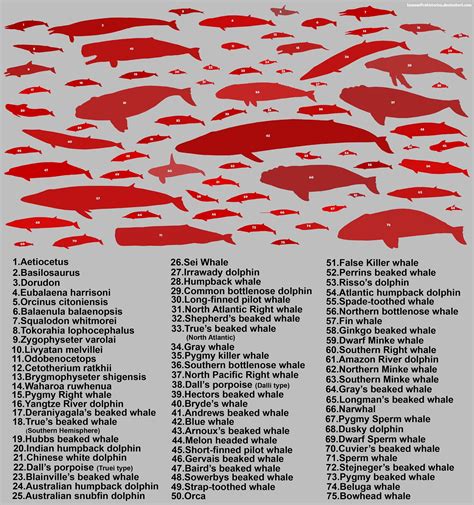 Cetacea chart by SameerPrehistorica on DeviantArt