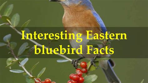 Interesting Eastern bluebird Facts - YouTube