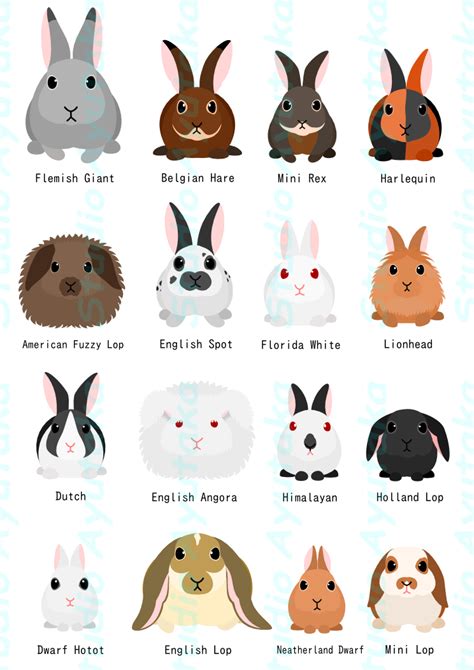 Types of rabbits breeds saferbrowser image search results – Artofit