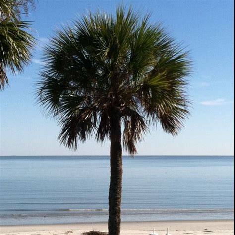 South Carolina Palmetto Tree, mid-November on Daufuskie | Palmetto tree ...