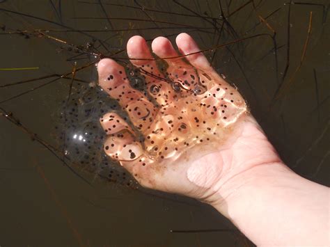 Finding frog eggs - the Amphibian Egg Mass survey at Northwest Trek