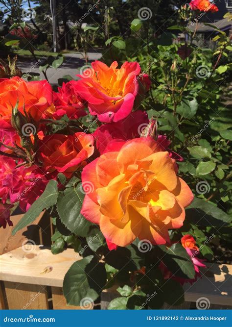 Sunset Colored Roses at Cannon Beach, or Stock Photo - Image of roses ...