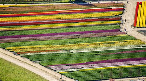 Aerial view of rows of colorful tulip fields and paths stock photo