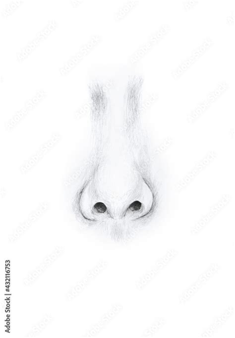 Hand-drawn human nose on white background. Art illustration black and ...