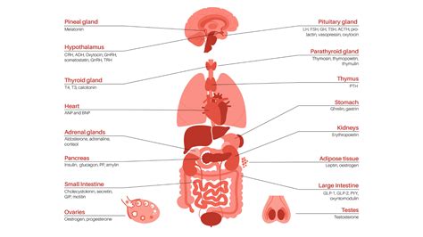 Hormone Imbalance in Women - Your Complete Guide