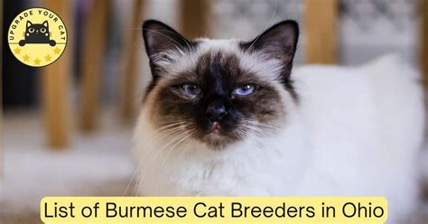 Burmese Cat Breeders Ohio | Kittens & Cats for Sale