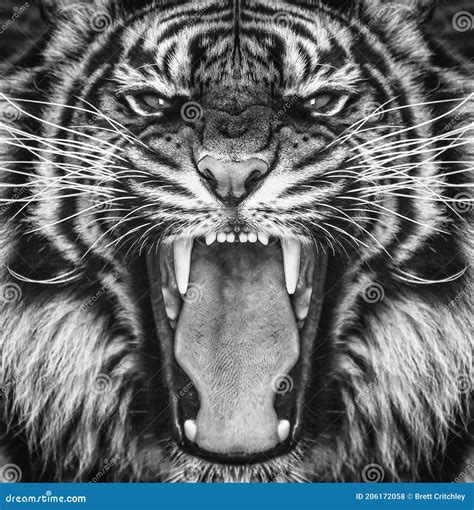 Roaring Tiger Black And White