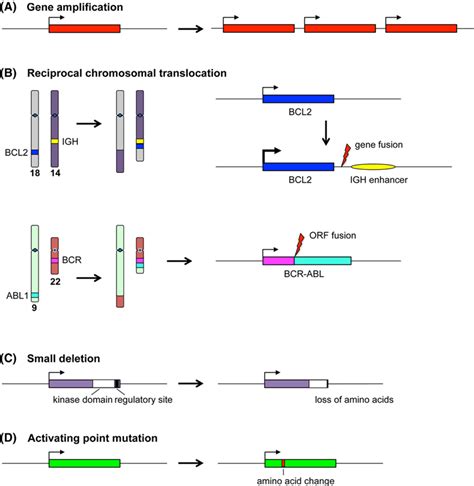 Oncogenic mutations Examples of oncogene activating mutations are ...