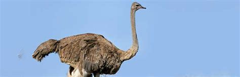 Ostrich Anatomy