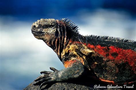 Galapagos Marine Reserve - Rebecca Adventure Travel