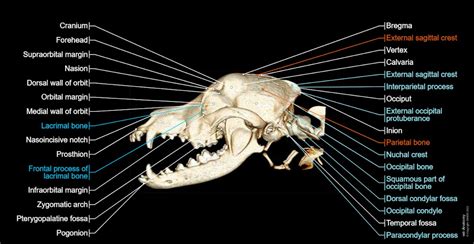 The canine head and skull (CT): normal anatomy | vet-Anatomy