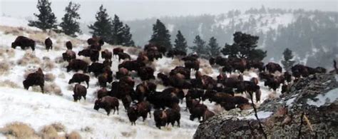 Wyoming bison hunt