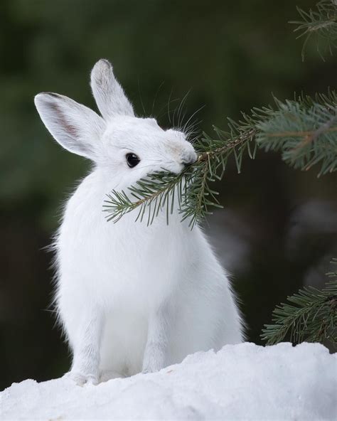 A Snowshoe Hare feeds on an Engelmann spruce branch in British Columbia ...