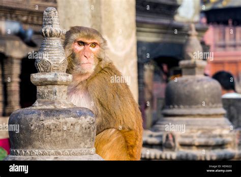 Portrait of a monkey at Swayambhu Temple Stock Photo - Alamy