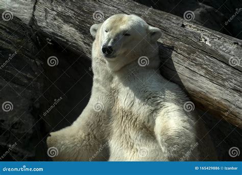 Polar Bear Close Up Portrait Stock Photo - Image of ocean, climate ...