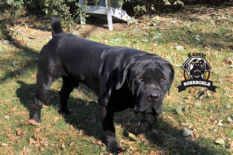 Black Boerboels | Exotic Boerboels