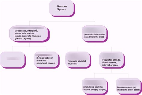 Peripheral Nervous System Flowchart