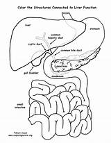 Liver Function Organs Labeled Coloring Page sketch template