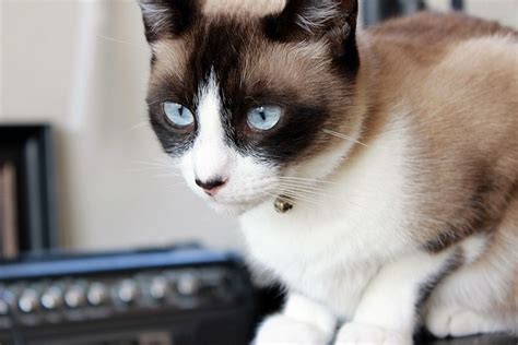 Snowshoe Cat Breed Profile