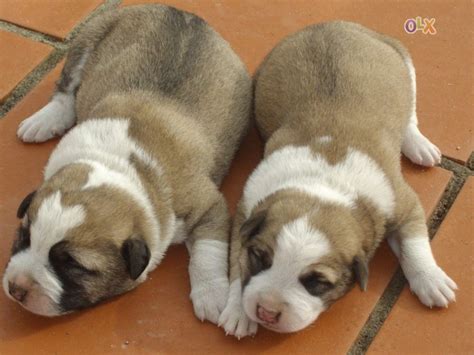 Kanni Puppies - Puppy Dog Gallery